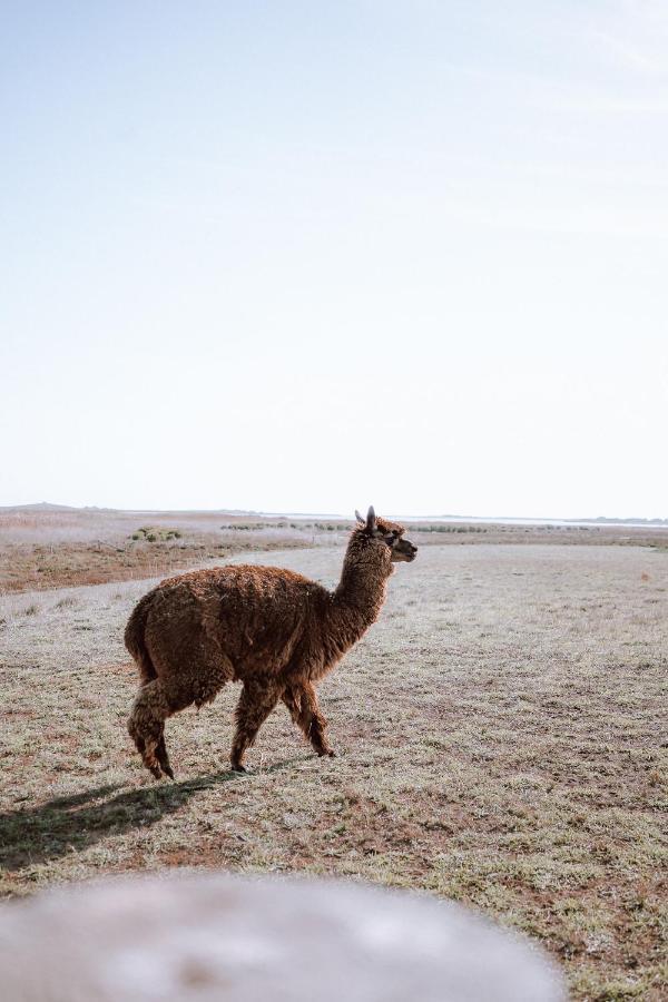 Coorong Island Retreat - Farm Stay At Pet Friendly Property Meningie Kültér fotó
