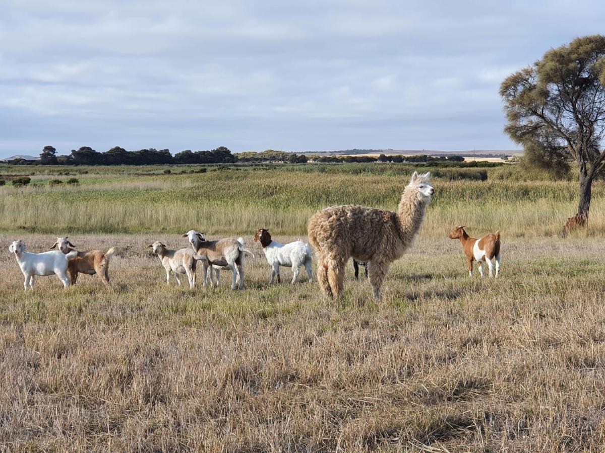 Coorong Island Retreat - Farm Stay At Pet Friendly Property Meningie Kültér fotó